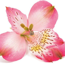 Charger l'image dans la galerie, Bloomsy Deluxe
