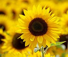 Charger l'image dans la galerie, Bloomsy Deluxe
