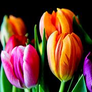 Charger l'image dans la galerie, Bloomsy Deluxe
